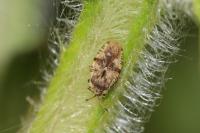 Tingis cardui