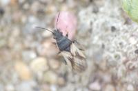 Metopoplax ditomoides
