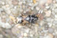 Megalonotus praetextatus