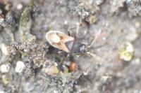 Tropistethus holosericus