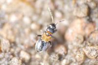 Ischnocoris hemipterus