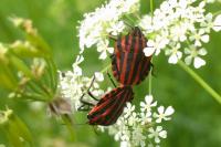 Graphosoma italicum italicum