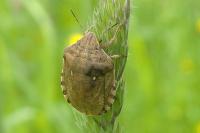 Eurygaster maura