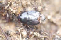 Geotomus