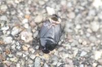 Geotomus
