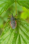 Rhynocoris annulatus