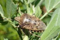 Rhaphigaster nebulosa