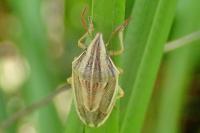 Aelia acuminata