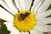 Phymata crassipes