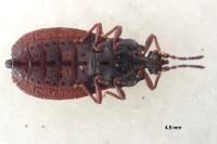 Aneurus avenius