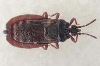 Aneurus avenius