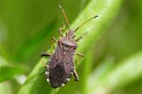 Ceraleptus gracilicornis