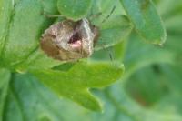 Stagonomus venustissimus