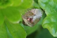 Stagonomus venustissimus