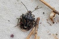 Holcogaster fibulata