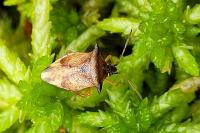 Elasmucha ferrugata
