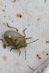 Chlorochroa pinicola