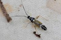 Cyllecoris histrionius