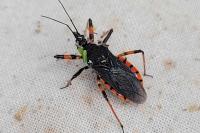 Rhynocoris annulatus