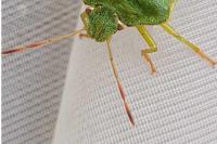 Palomena prasina