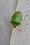 Palomena prasina