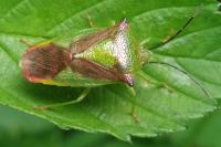 Acanthosoma haemorrhoidale