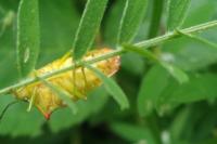 Acanthosoma haemorrhoidale