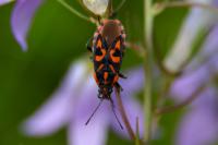 Spilostethus saxatilis