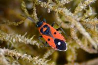 Melanocoryphus albomaculatus