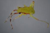 Campyloneura virgula