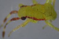 Campyloneura virgula