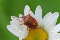 Carpocoris purpureipennis