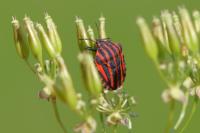 Graphosoma italicum italicum