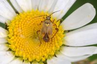 Brachycoleus pilicornis