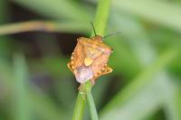 Carpocoris purpureipennis