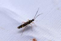 Cyllecoris histrionius