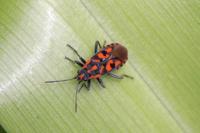 Spilostethus saxatilis