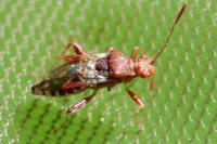 Rhopalus subrufus