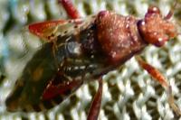Rhopalus subrufus