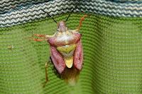 Carpocoris purpureipennis
