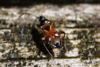 Raglius alboacuminatus