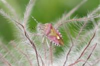 Dolycoris baccarum