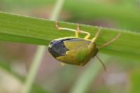 Piezodorus lituratus