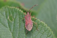 Gonocerus acuteangulatus