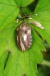 Eurygaster testudinaria