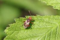 Rhopalus subrufus