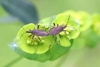 Dicranocephalus medius