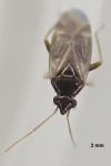 Plesiodema pinetella