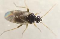 Plesiodema pinetella