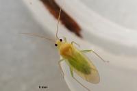 Orthotylus tenellus